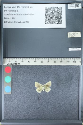 Media type: image;   Entomology 154856